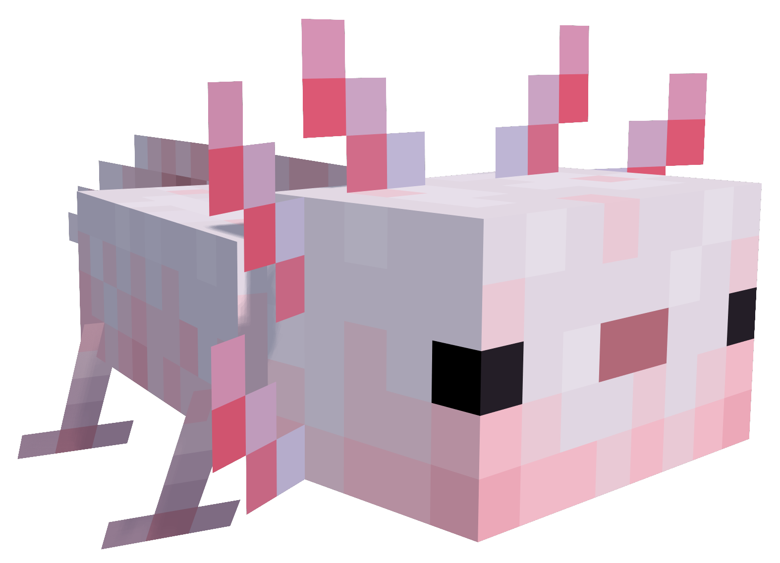 Axolotl