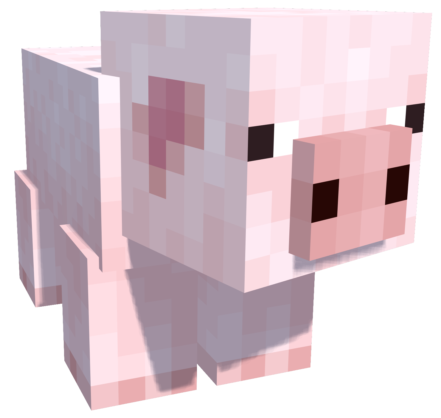 Pig